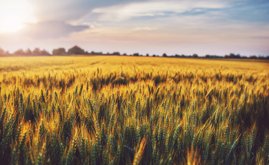 Wheat field at sunset