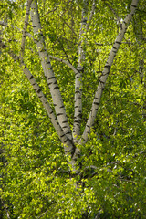 Fototapeta premium Birch tree