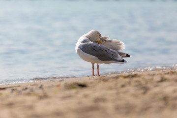 Möwe am Strand