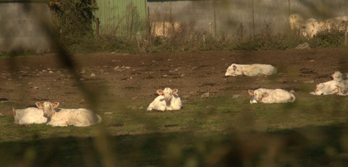 troupeau de veaux charolais  dans un pré