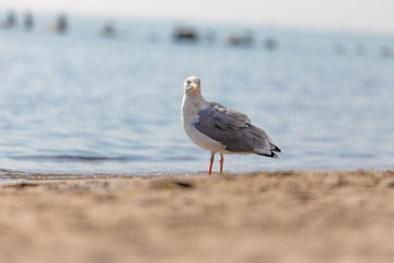 Möwe am Strand