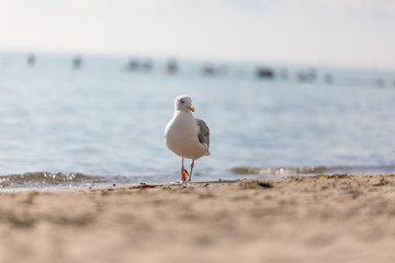 Möwe am Strand