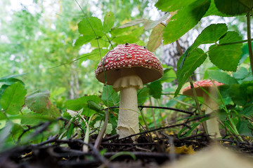 mushroom in forest