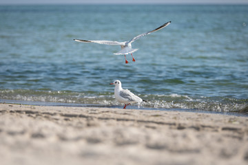 Möwe am Strand