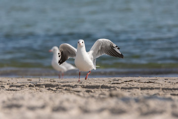 Möwe am Strand