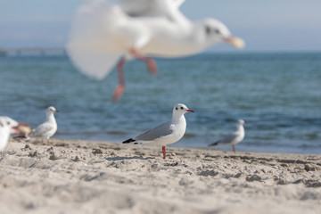 Möwe am Strand