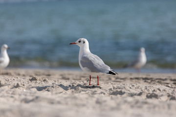 Fototapeta premium Möwe am Strand