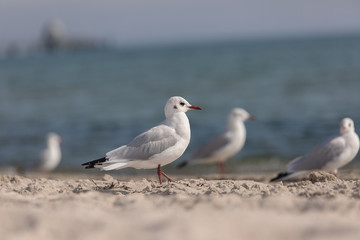 Möwe am Strand