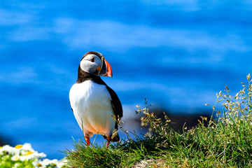 Puffin in Iceland Latrabjarg
