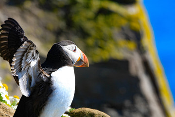 Obraz premium Puffin in Iceland Latrabjarg