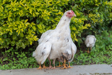 Small chicken covering under the wings of the hen.