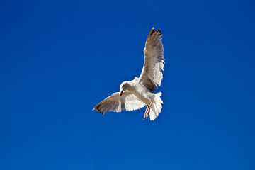 Möwe im Landeanflug