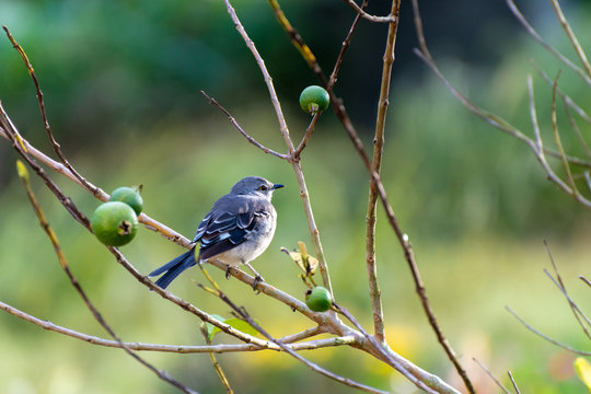 Young Northern Mockingbird (Mimus Polyglottos) perched on a guava fruit tree branch in Jamaica.