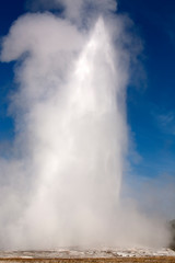 Fototapeta na wymiar old faithful geyser in yellowstone national park