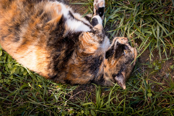 Brown and black cat in the garden