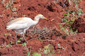 Dirt covered Cattle Egret standing on newly ploughed land in St. Elizabeth, Jamaica