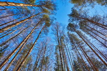 Trees in the snow. Winter forest. Christmas background. Sunray