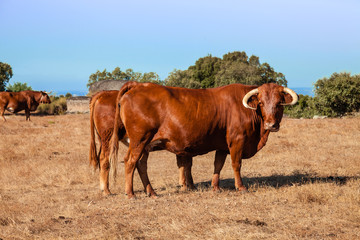 Cows of the Alentejana Breed or Raca Alentejana in the Alto Alentejo landscape. Portalegre, Portugal