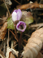 Hepatica nobilis