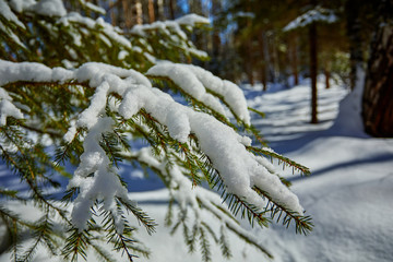 Spruce branch covered with snow rime. Winter background