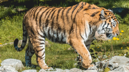 Beautiful Tiger portrait