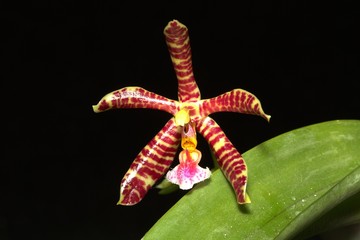 orchid phalaenopsis