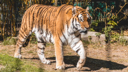 Fototapeta na wymiar Beautiful Tiger portrait