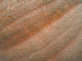 Pumpkin texture background