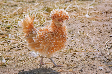 Polish Chicken in the Yard