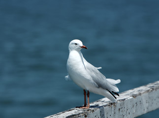 Seagull at the beach