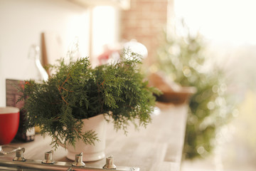 New Year's interior. Garlands in bokeh on a plan. Coniferous plant in a white pot. Copy space