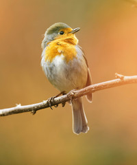 Beautiful robin redbreast perched on a branch in Autumn.
