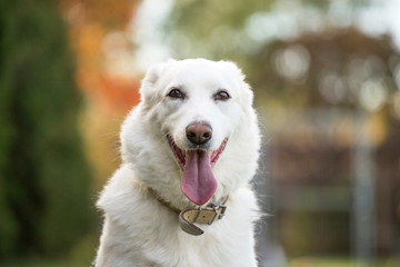 white dog portrait