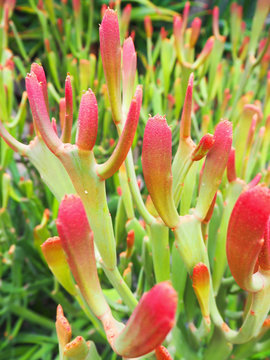 green fresh plants Malephora crocea, cacti, succulent