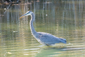 Great Blue Heron wading in a pond in Ontario, Canada