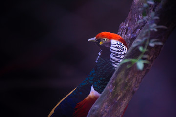 Beautiful side view of Lady Amherst's pheasant on tree branch
