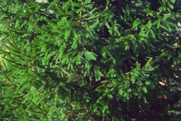 Spruce background