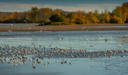 Black-headed Gull - Chroicocephalus ridibundus on a pond - catching fish after fishing pond