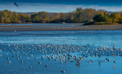 Black-headed Gull - Chroicocephalus ridibundus on a pond - catching fish after fishing pond