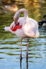 su içindeki flamingolar