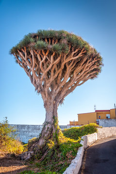Garachico &agrave; Tenerife
