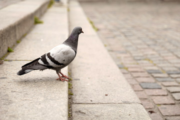 Pigeon standing on stairs