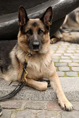 German shepherd dog in the city street
