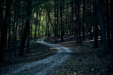 path going trough the dark autumn forest with many leaves on the floor. fall