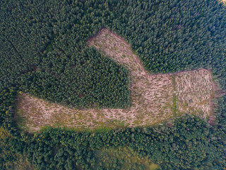 Forest plots from the height