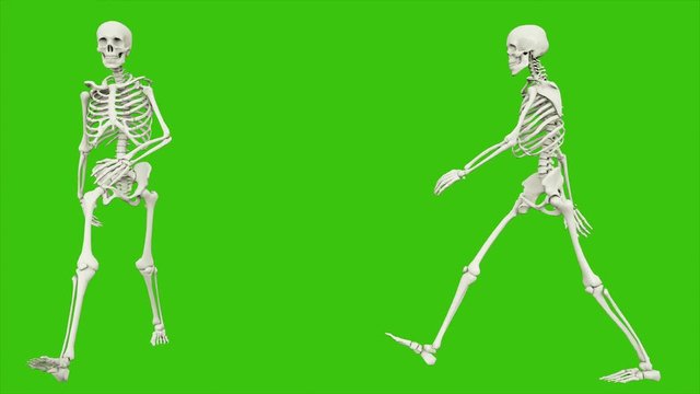 Skeleton walk. Seamless loop animation on green screen.