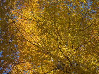 yellowed crown of hornbeam. abstract background