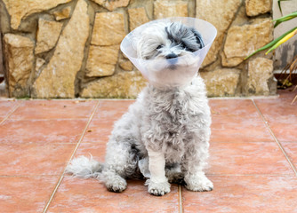 Havanese Dog with a Plastic Elizabethan  Collar for Protection after Surgery