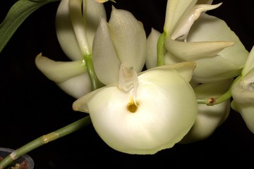 orchid catasetinae