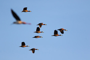 white whistling ducks in flight formation